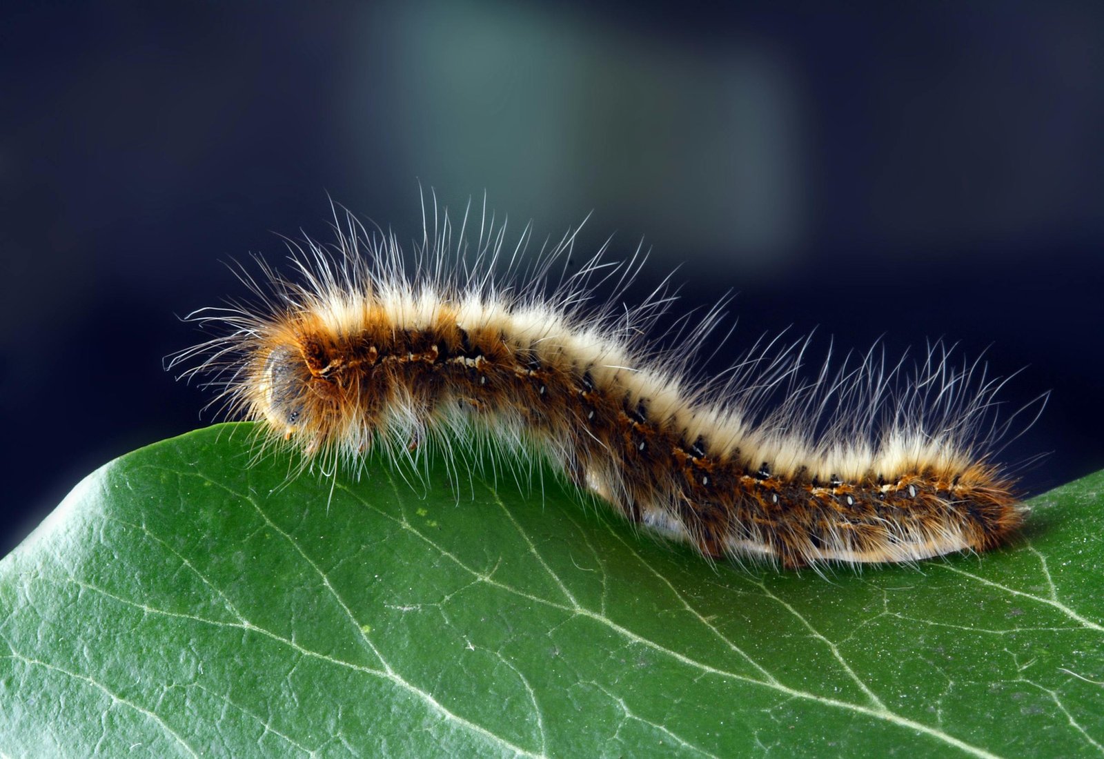 Detailed macro shot of a hairy caterpillar on a vibrant green leaf. a variety of leaf roller caterpillar.