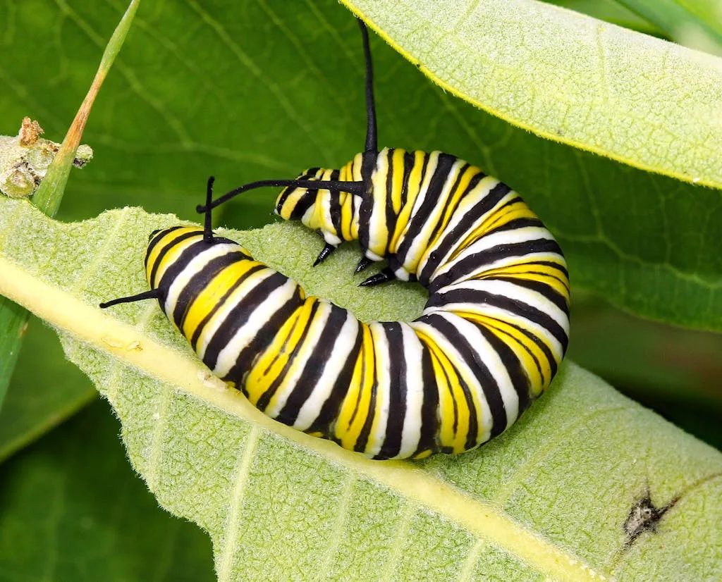 Detailed photo of a monarch caterpillar on a green leaf, showcasing vibrant stripes.
