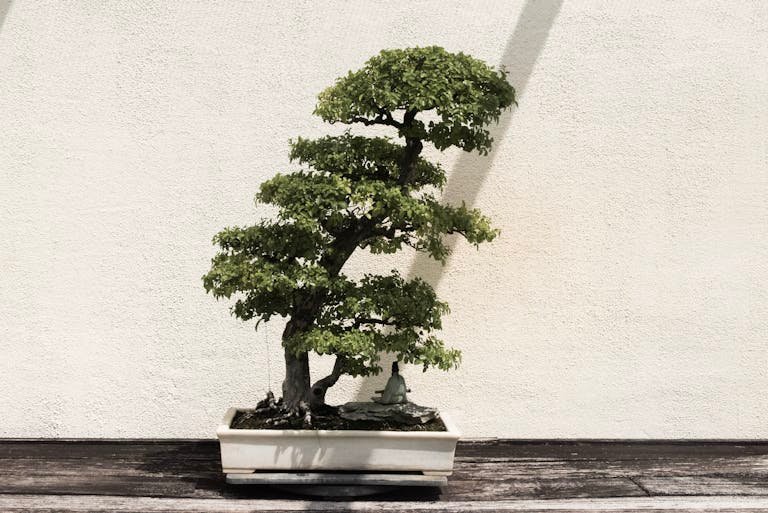 The Art of Bonsai: A Beginner's Guide to Miniature Gardening 5 A beautifully shaped bonsai tree in a white ceramic pot against a neutral background.