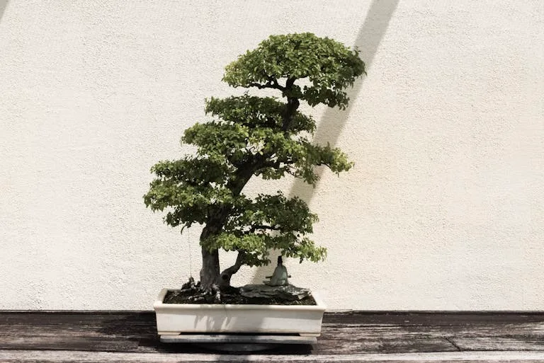 The Art of Bonsai: A Beginner's Guide to Miniature Gardening 4 A beautifully shaped bonsai tree in a white ceramic pot against a neutral background.