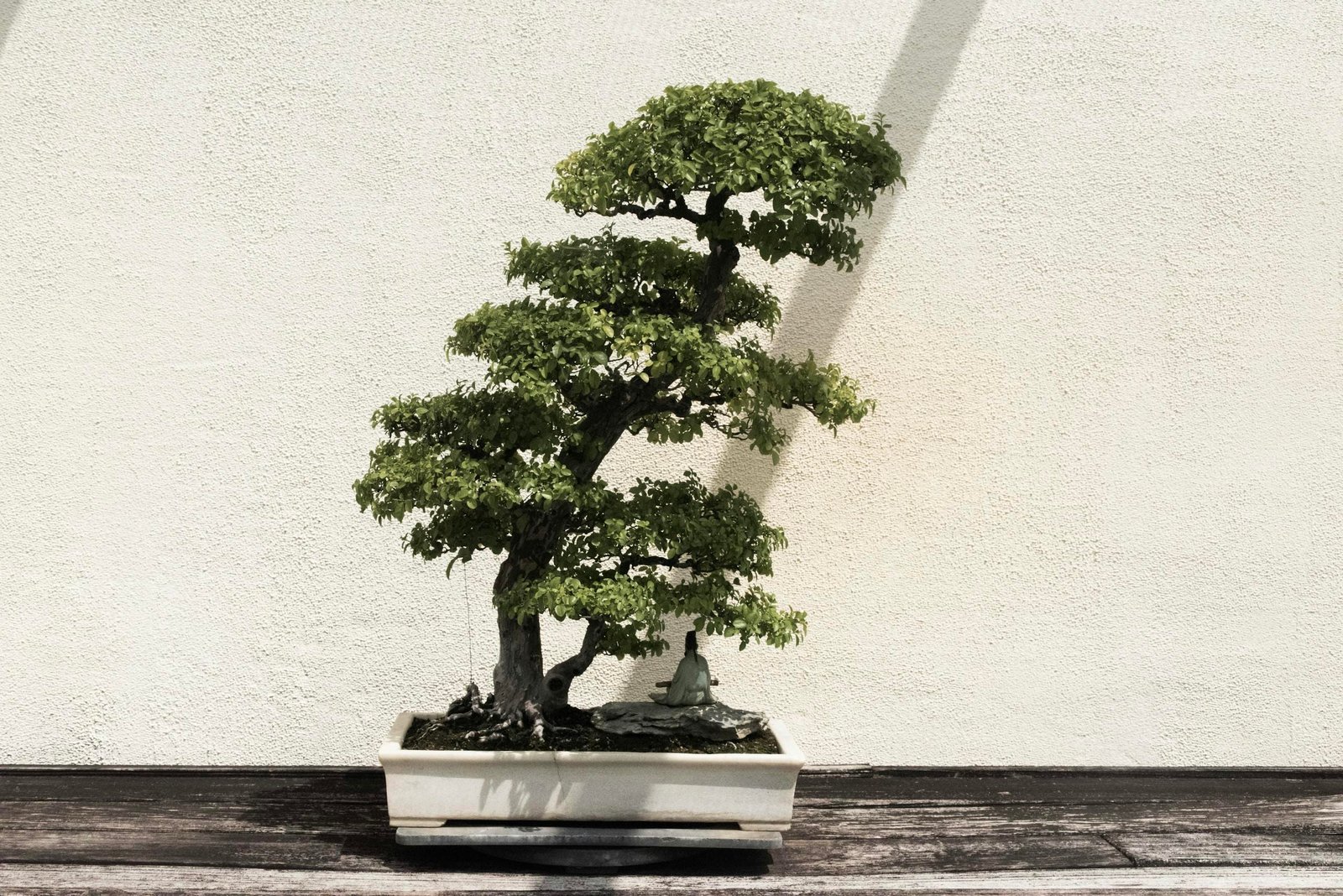 The Art of Bonsai: A Beginner's Guide to Miniature Gardening 1 A beautifully shaped bonsai tree in a white ceramic pot against a neutral background.